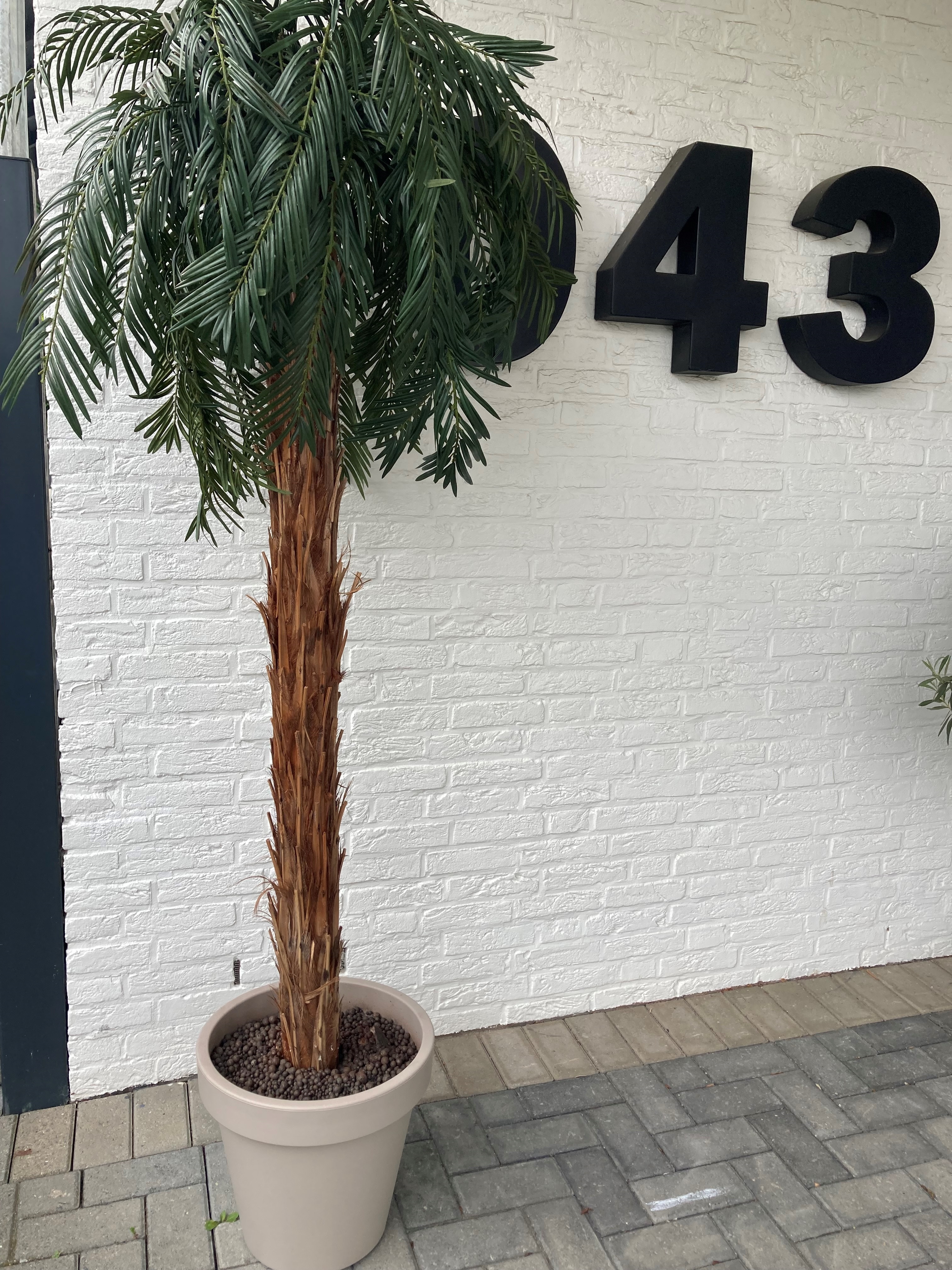 Palmboom XL